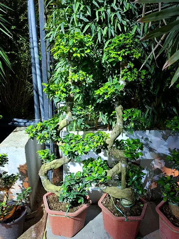 Beautiful bonsai Plant with Unique Twist Shape