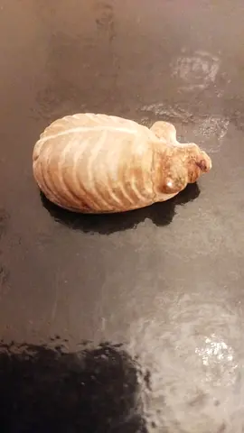 Small trilobite fossil specimen, good condition