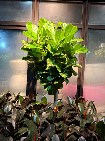 Fiddle Leaf Fig Tree