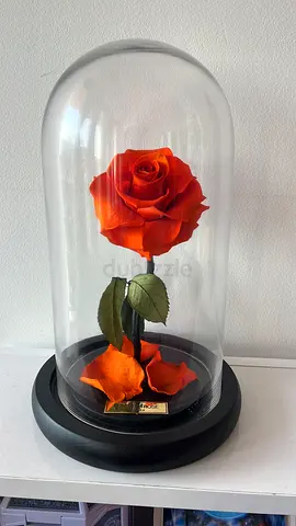 Forever Rose for Sale