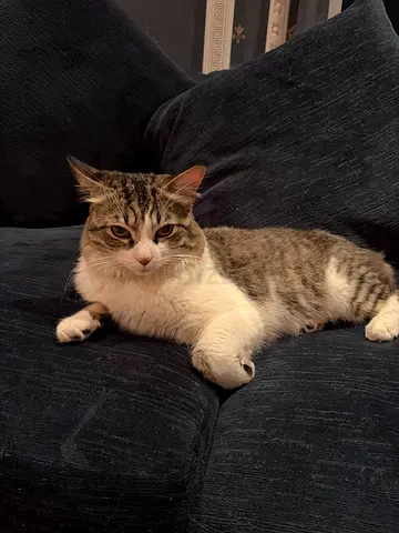 Found lost cat (looking for his owner)