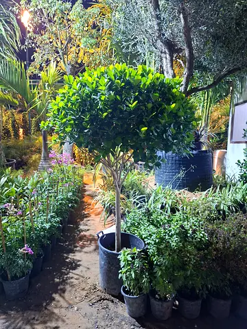 Ficus Plant for Home Decor