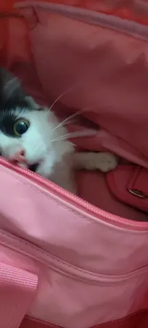 Beautiful Black and white male kitten for adoption