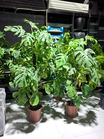 Beautiful Monstera Plants for Sale
