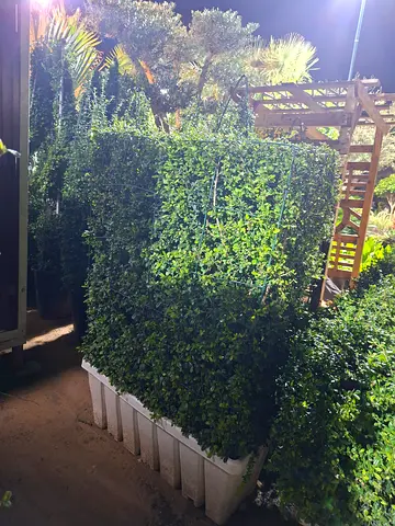 Plant Hedge for Privacy and Decor
