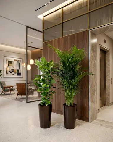 Areca Palm  Money Plant in Premium Pots – Indoor Plants UAE