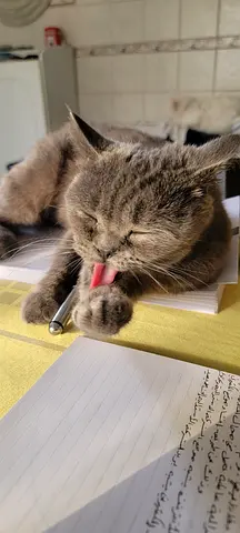 British blue spayed female cat for adoption