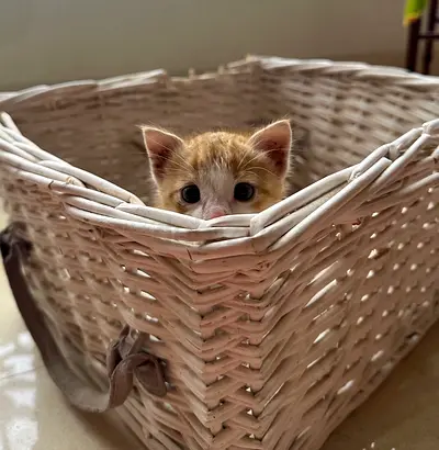 Kitten Available for Adoption