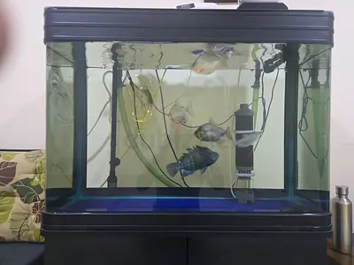 Aquarium with Fish for Sale