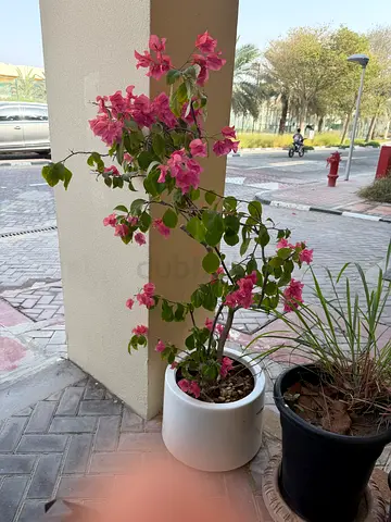 Plant with fibre pot