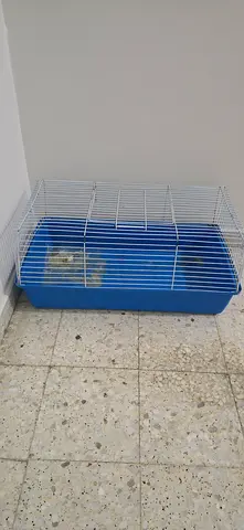 Rabbit Cage