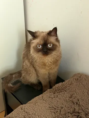 Cats for FREE Adoption