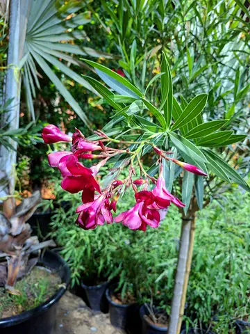 Beautiful Flowering Plant for Your Garden