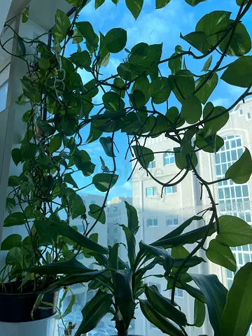 Beautiful Indoor Plants for Home Decoration