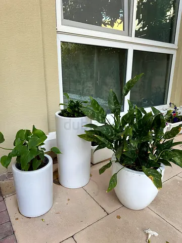 Plants