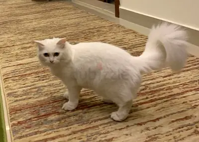 Missing cat. We are looking for Layla, a striking, all-white cat.