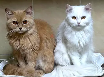 Beautiful Cats Up for Adoption!