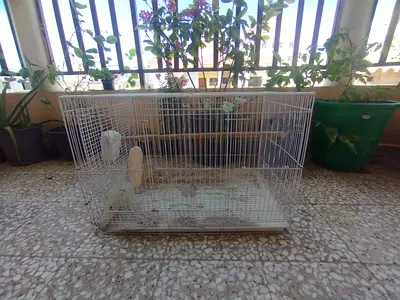 Medium size White Cage for Sale