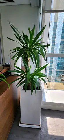 Plants for home/office
