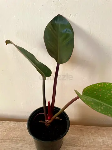 Philodendron