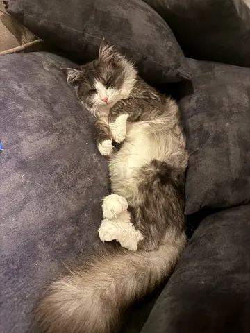 عجمان الراشدية غراند مول