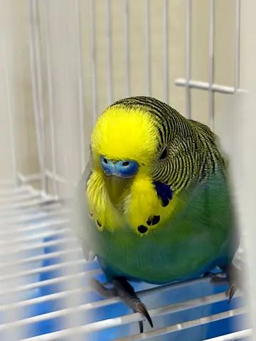 Lovely Budgie for Adoption