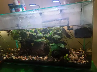 Aquarium with Plants and Stones