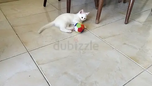 Adorable white kitten is looking for a loving Home.