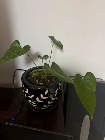Indoor Plant with Decorative Pot