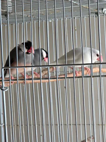 Java sparrow budgie birds in Dubai