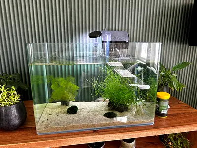 Beautiful Aquarium with Live Plants- free axolotl