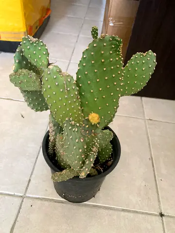 Plant