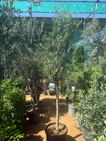Potted Olive Trees for Sale