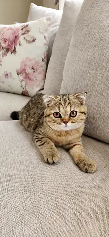 Pure Scottish Fold shorthair - Litter Trained 4 months Female kitten Adorable and Smart Puurrring