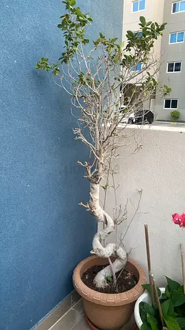 Bonsai Tree in Pot