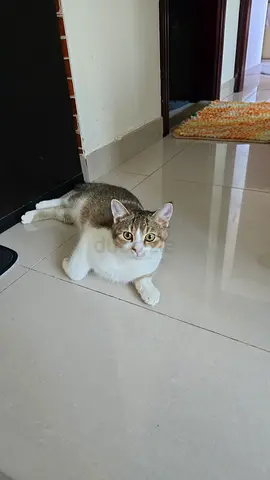 SIMBA CAT FOR FREE ADAPTION