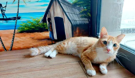 Cat  (Furry Male) - Free Giveaway