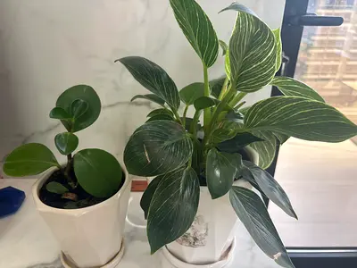 Two healthy indoor potted plants — variegated and round-leaf
