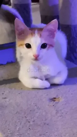 Kitten for free adoption