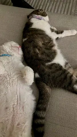 Two Playful Cats Up for Adoption