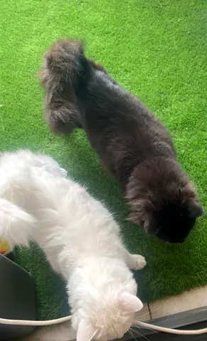 Brother and sister cat for adoption