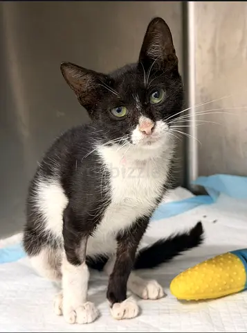 Meet Oreo 🖤🤍 - Affectionate and sweet kitten