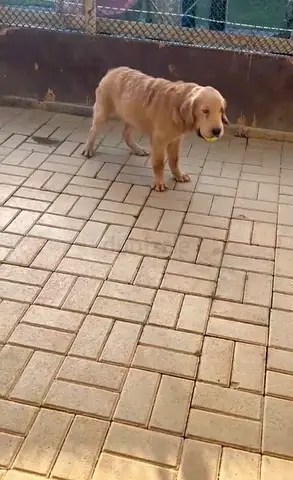 Golden Retriever Looking for a Loving Home