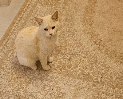 Domesticated Free Adorable Creamy Cat Looking for a Loving Home 1 year old.  Spayed and microchips.