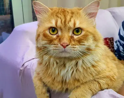 Pet cat for adoption