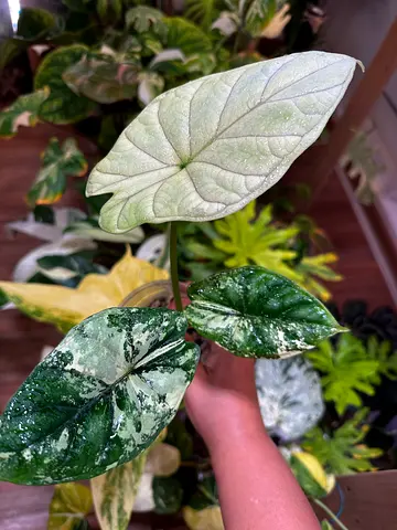 Alocasia Dragon scale mint 🌼 . Aed350/-. Pickup near financial center metro. Delivery can be arrang