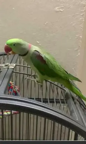 Hi guys I am looking for free bird any parrot if you want to give away i am willing to take it