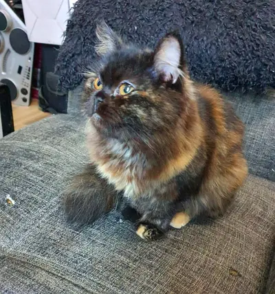 Smokey – Kitten for Adoption