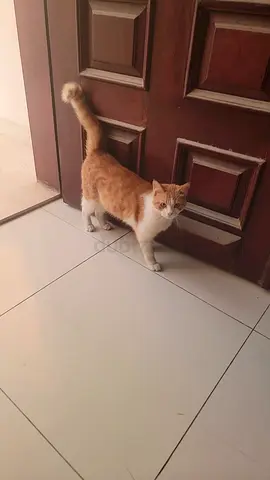 Searching owner of Lost cat