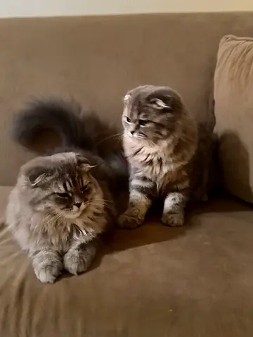 المنامه عجمان